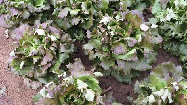 Agricoltura 2020 nel segno del Covid