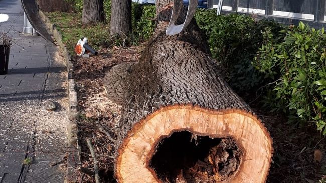Collina di Firenze, panoramica più sicura: alberi cavi sostituiti da nuove piante