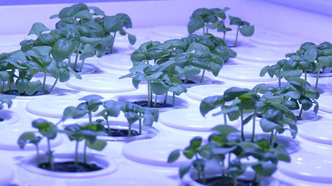 L'orto fresco in un mobile