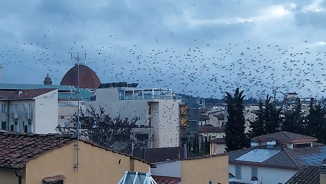 Stormi di storni in crescita a Firenze