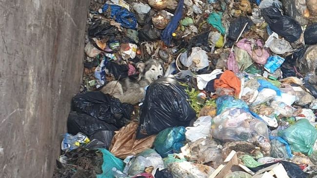 Cane finito tra i rifiuti dell'organico: salvo per miracolo