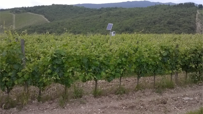 ​Ungulati, cinghiali e caprioli: ultrasuoni a difesa delle coltivazioni