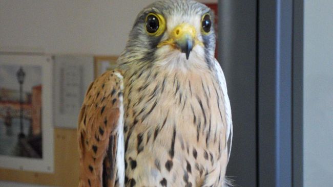 La polizia provinciale salva un gheppio ferito