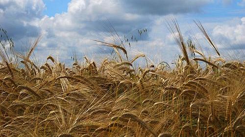 Agricoltura: precipita prezzo del grano, intera produzione a rischio
