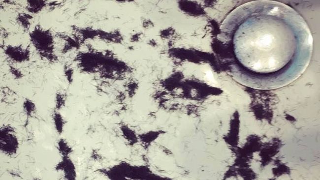 ​La Vespa Azzurra Pietro Cappelli “punge” l’estro di Massimiliano Rinaldi