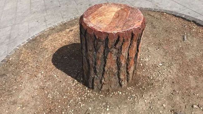 Alberi in città, la coalizione degli ambientalisti: 