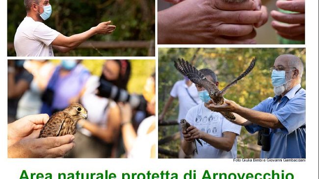 Liberazioni pubbliche di civette, gheppi e poiane