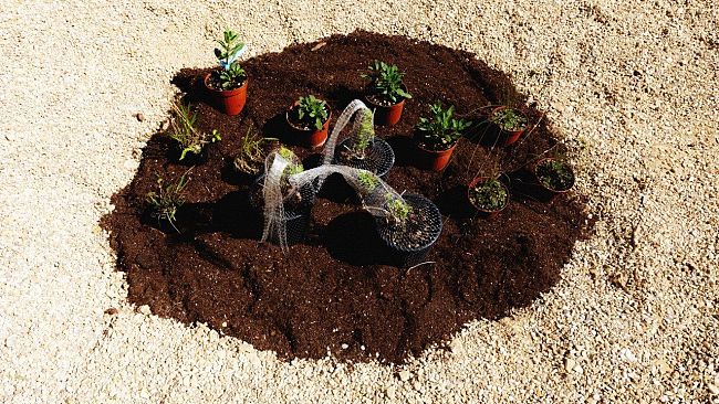 Botanica Temporanea: l'arte dei Giardini Invisibili alla Manifattura