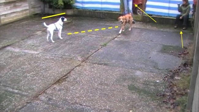 ​Aggressività dei cani: ecco i segnali calmanti 