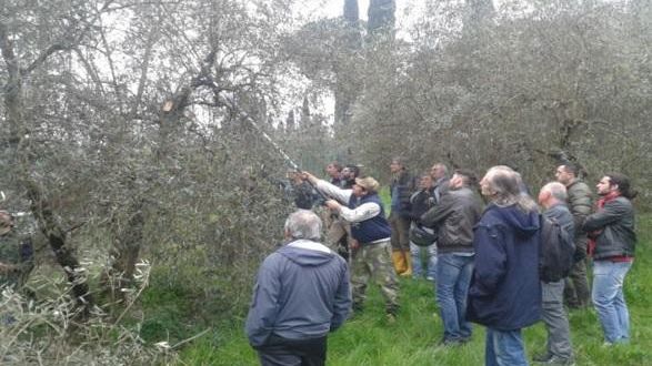 Xylella, focolaio in Toscana: l'approfondimento