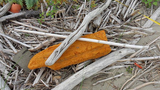 Le piante acchiappa plastica a difesa delle coste