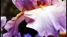 Il Giardino dell'Iris a piazzale Michelangelo