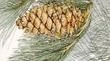 Polveri fini nocive per l'uomo e per le piante<BR>Una ricerca Apat sui ginepri