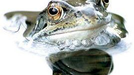 La Festa delle Oasi WWF