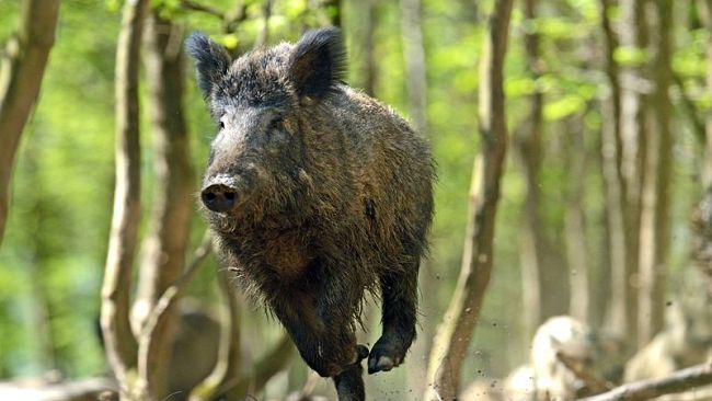 Il paradosso del cinghiale