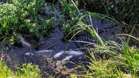 Capezzano Pianore, moria di pesci nei fossi