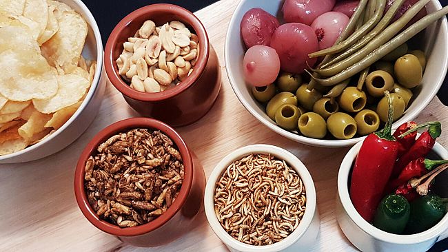 Mangiare insetti: pregiudizi e cose da sapere 