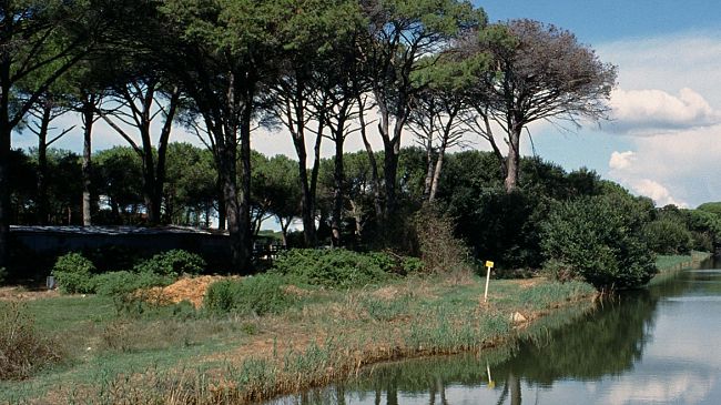 san-rossore-via-al-rimboschimento-della-bufalina