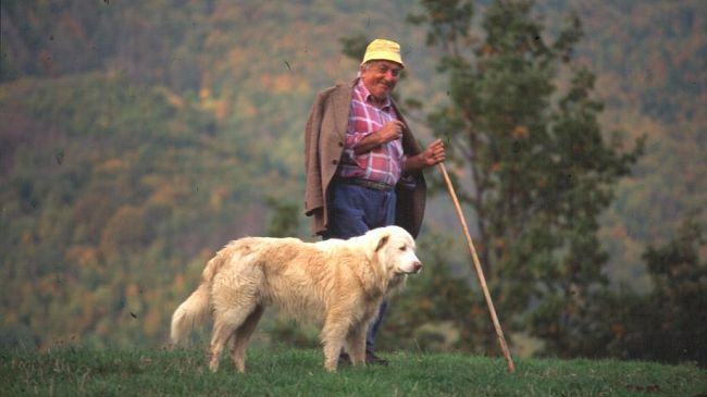 Crisi per la pastorizia in Toscana