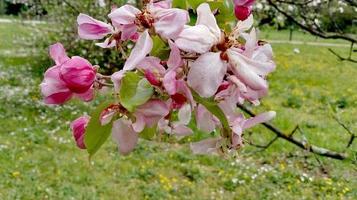 Oggi lunedì 20 marzo 2023 alle 22,24 inizia la primavera 