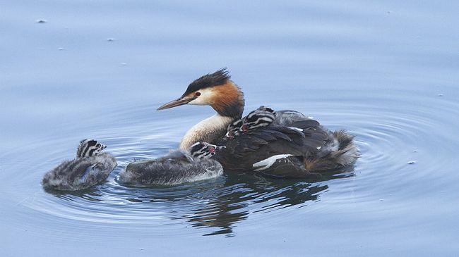 Oasi di Arnovecchio, nascono i pulcini di svasso maggiore
