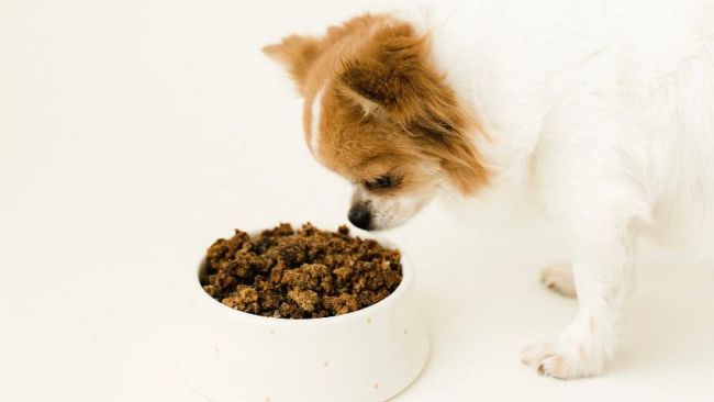 Dieta BARF per cane: un ritorno alla vera alimentazione naturale