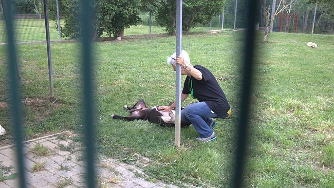 Open Day al canile di Empoli: conoscere, amare, adottare