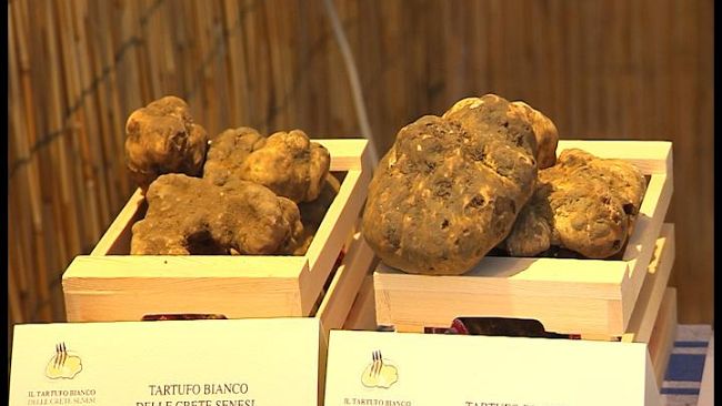 Il profumo di tartufo in Mugello e alla mostra mercato del bianco delle Crete Senesi