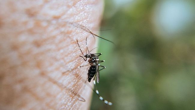 Dengue: la febbre 'esotica' si aggira in Toscana