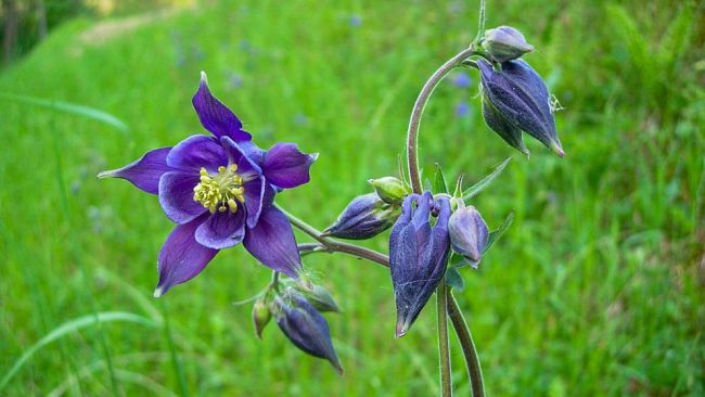 Giornata inaugurale Orto Botanico Forestale Abetone