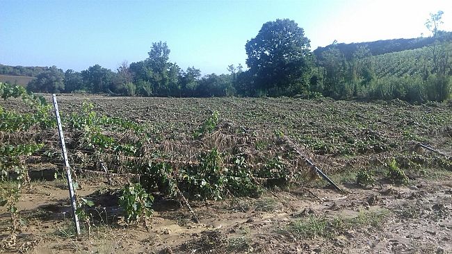 Danni da maltempo, il portale Artea per le aziende agricole toscane