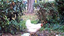 Diossina: le Asl faranno campionamenti straordinari