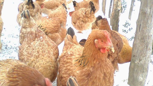 Emergenza neve: piccoli comuni in difficoltà