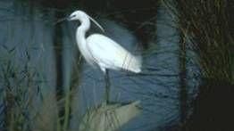 Garzetta liberata dalla Polizia