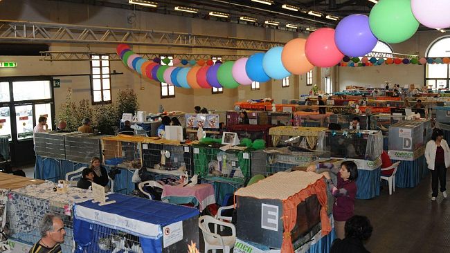 Successo della Mostra Internazionale Felina