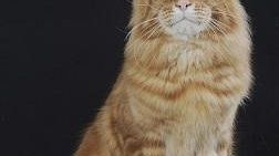 Sabato e domenica alla Fortezza da Basso la Mostra Internazionale Felina