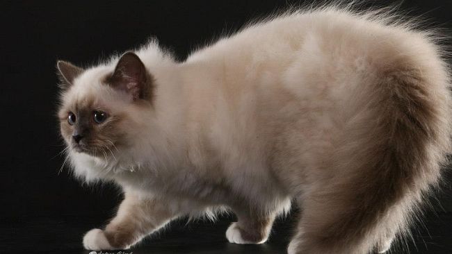 Fantasticat: 500 gatti delle razze più belle al mondo in esposizione a Siena