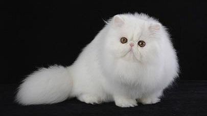 Gattomania, l'esposizione internazionale Felina