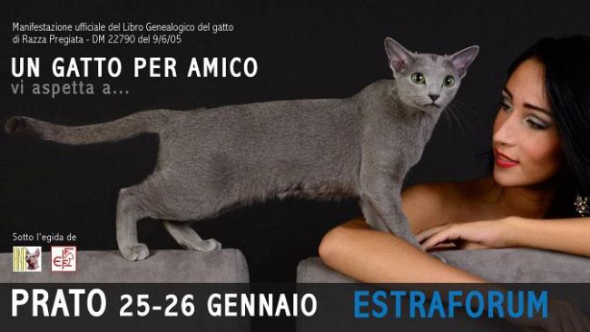 Prato: i felini più pregiati e rari del mondo