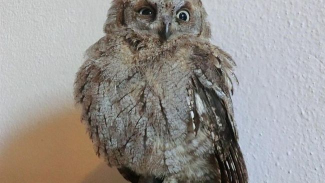 Piccolo gufo recuperato dalla Lav