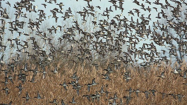 Padule di Fucecchio: il censimento degli uccelli acquatici svernanti del 2019