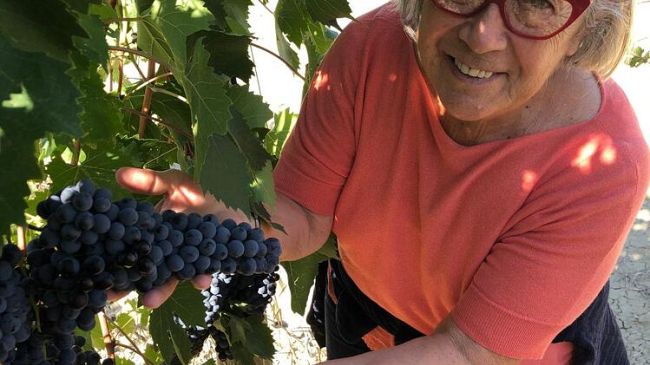 Vendemmia 2021: un’annata resiliente per l'Orcia Doc