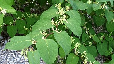 Piante aliene in Toscana, ecco le più infestanti