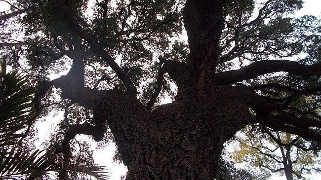 Alberi monumentali nel Comune di Firenze: sono 29