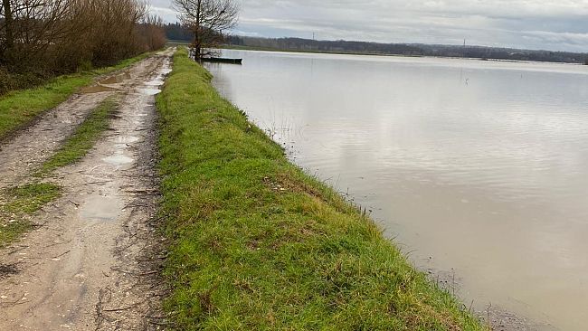 Fiori selvatici per rinforzare gli argini dei fiumi