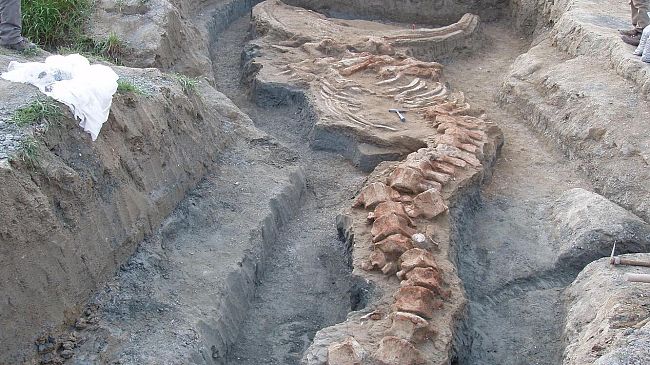 Al Museo di Storia Naturale si apre “Storie di una balena”