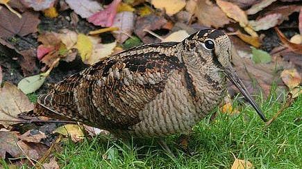 Caccia in Toscana: nuova legge su Ambiti territoriali