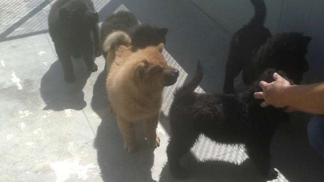 Al canile di Ugnano 9 cani di razza chow chow cercano famiglia