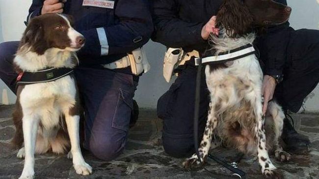 Piper e Babacar: i cani fiorentini campioni dell'antidroga