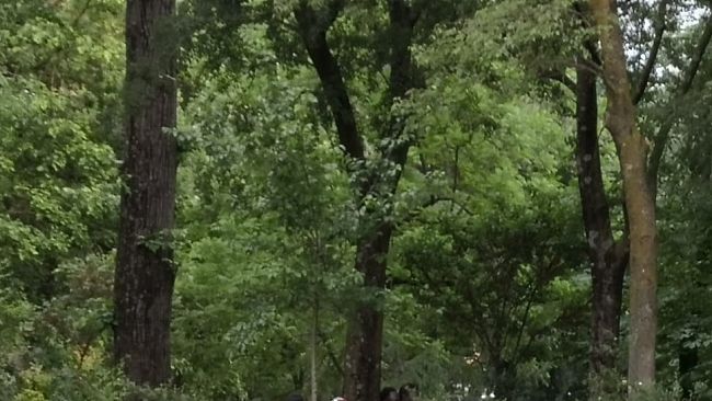 Emergenza droga: alle Cascine ancora spacciatori lungo i viali